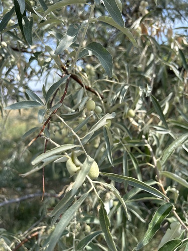 Russian olive