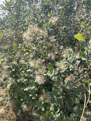 Smokebush