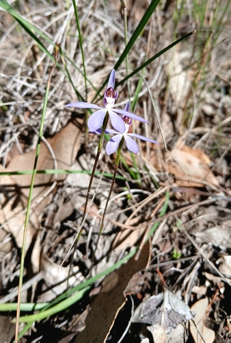 blue finger-orchid