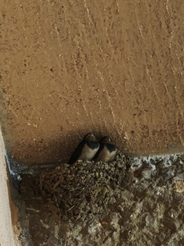 Barn Swallow