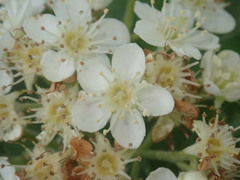 Karpatiosorbus latifolia