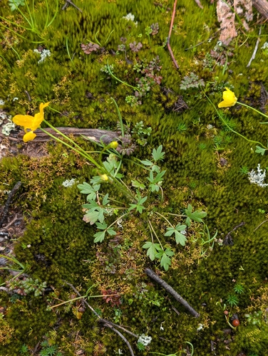 Australian Buttercup
