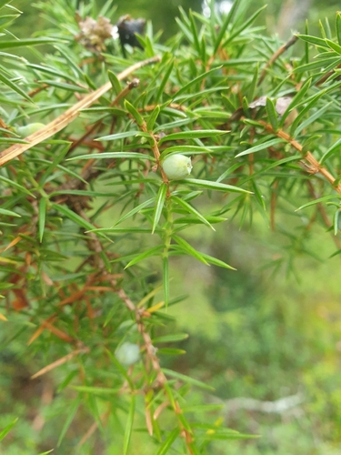 common juniper