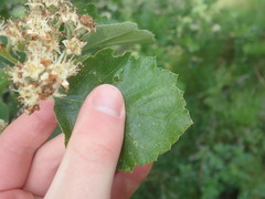 Karpatiosorbus latifolia