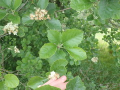 Karpatiosorbus latifolia