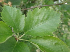 Karpatiosorbus latifolia