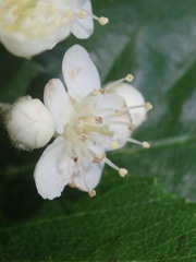 Karpatiosorbus latifolia