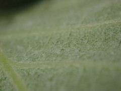 Karpatiosorbus latifolia
