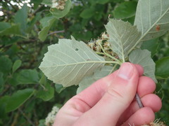 Karpatiosorbus latifolia