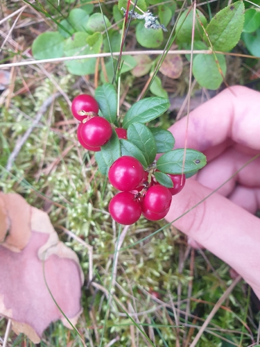 Lingonberry