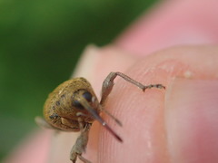 Curculio nucum