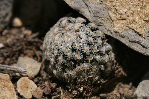Mammillaria sanchez-mejoradae
