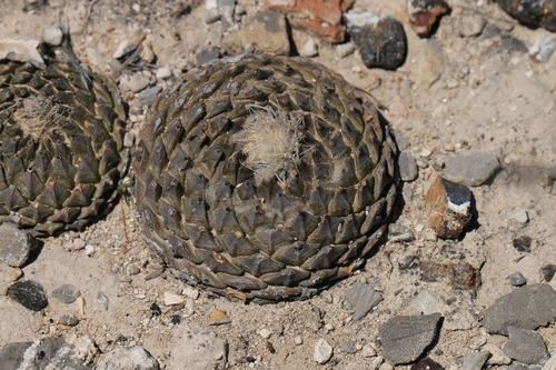 Pelecyphora strobiliformis