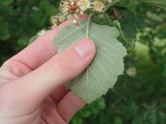 Karpatiosorbus latifolia