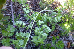Cynorhiza typica