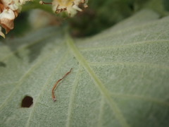 Karpatiosorbus latifolia
