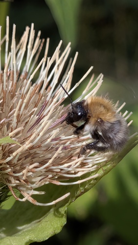 Common Carder Bumble Bee