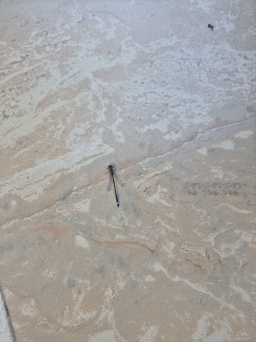 Blue-tailed Damselfly