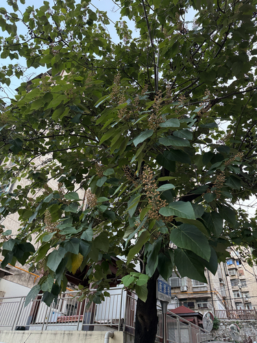 princess tree