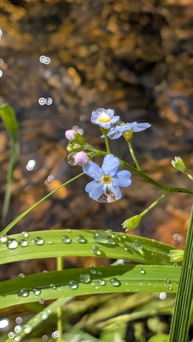 water forget-me-not