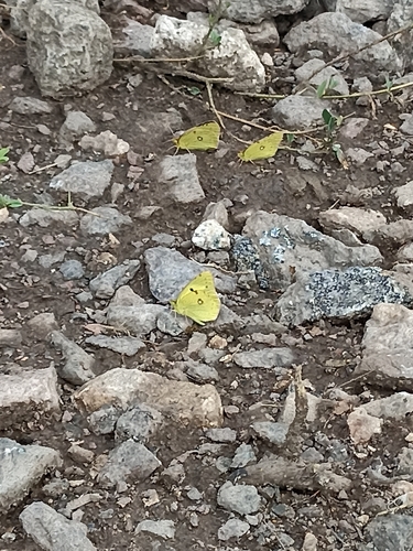 Clouded Yellow