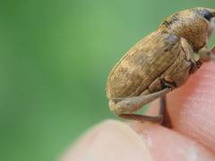 Curculio nucum