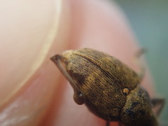 Curculio nucum