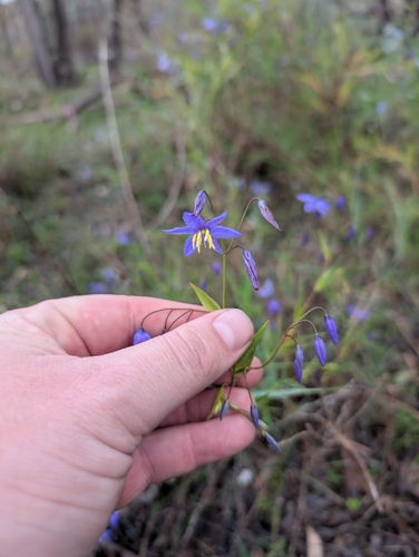 nodding blue lily