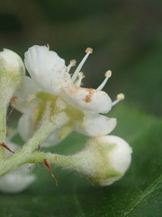 Karpatiosorbus latifolia