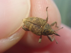 Curculio nucum