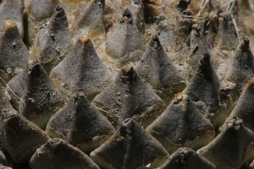 Pelecyphora strobiliformis