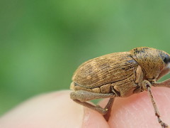 Curculio nucum