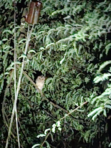Collared Scops-Owl