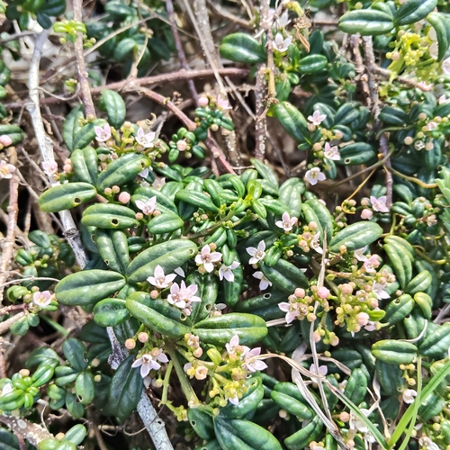 Zieria prostrata