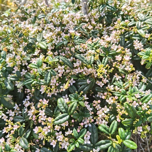 Zieria prostrata, photograph 1