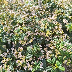 Zieria prostrata, photograph (c) John Barkla, some rights reserved (CC BY)