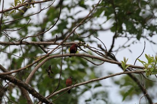 iNaturalist image