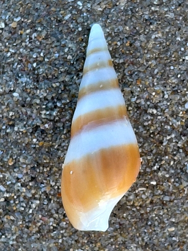Bullia digitalis observed 2026-08-25