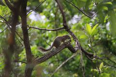 Heliosciurus gambianus