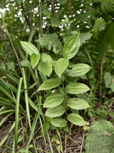 Disporum viridescens, 2026-08-25