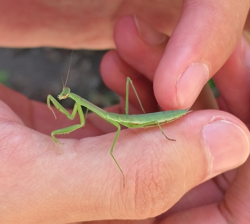 Chinese Mantis