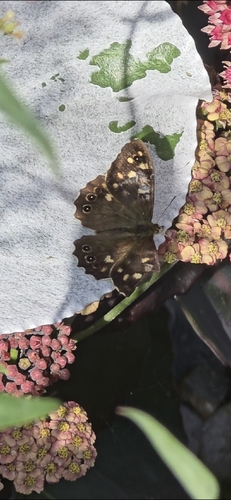 Speckled Wood
