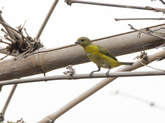 Euphonia trinitatis
