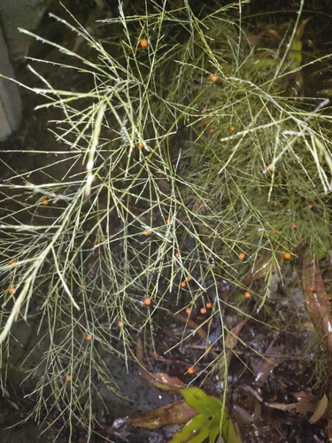 Asparagus virgatus, photograph 2
