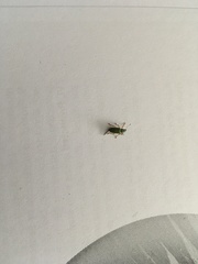 Phyllobius argentatus