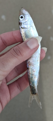 Atlantic Herring
