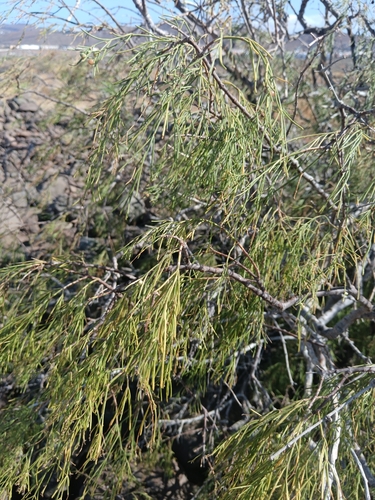 Plocama pendula, 2026-08-25