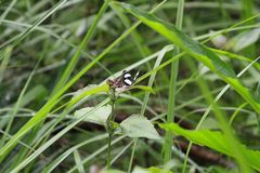 Neptis serena serena