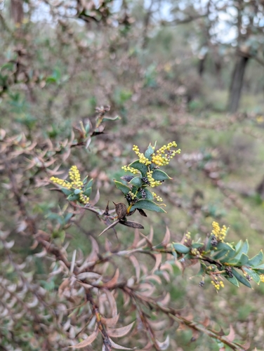 Spurwing Wattle