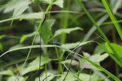 Chalcostephia flavifrons